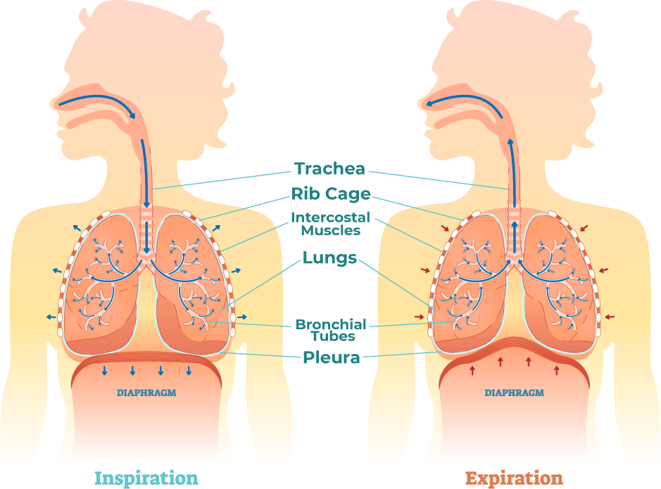 Respiratory Muscle Training - THE BREATHER